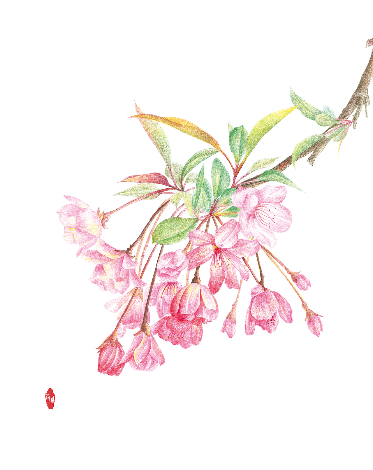 彩铅-花卉（图ZMzI5MzQ5MTMy） - 商业插画 - 站酷设计师_阿拂_原创素材 - 站酷ZCOOL