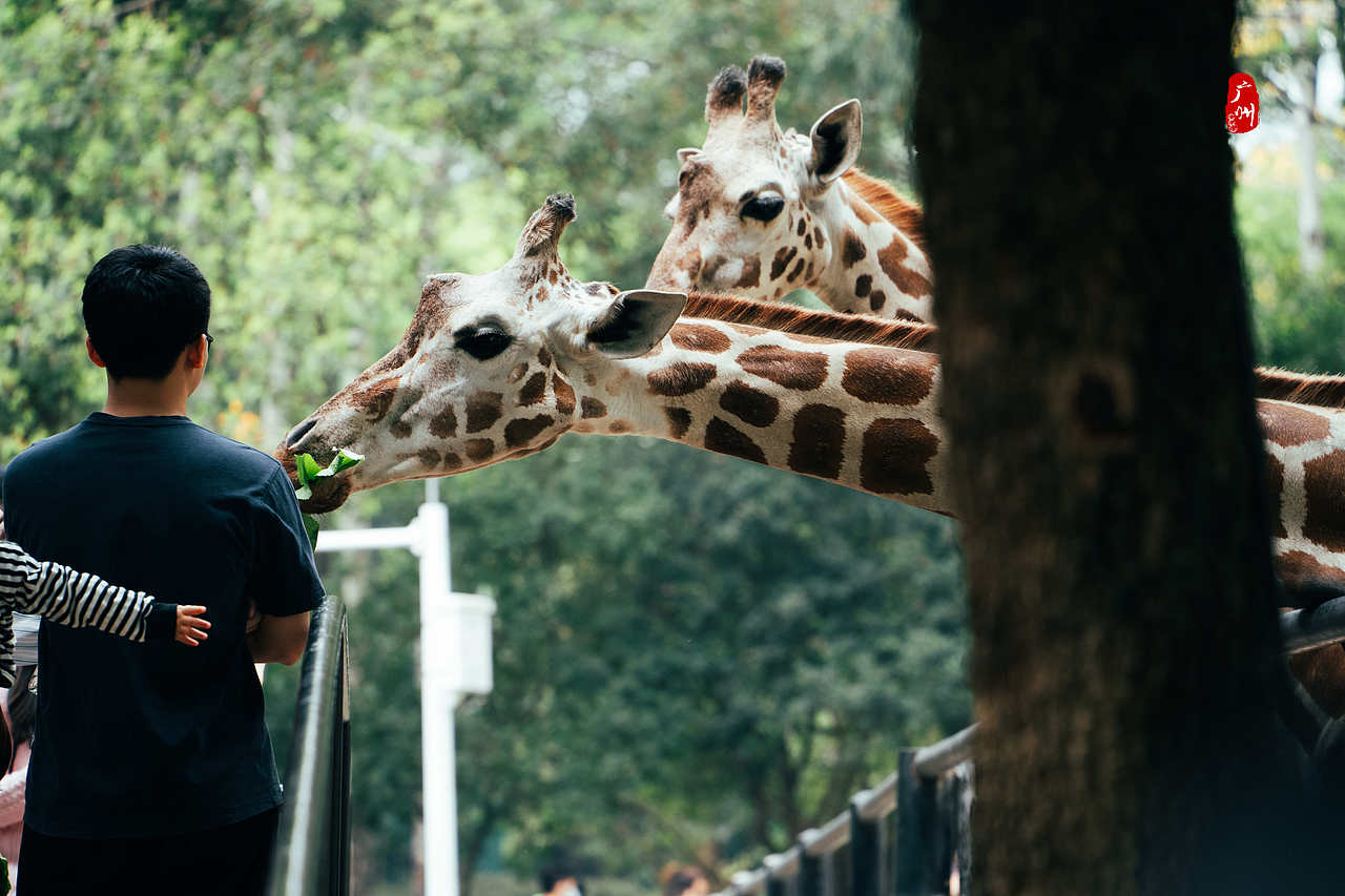 随手拍·广州动物园(兽类)（图ZMzM1ODA3Mjc2） - 人文/纪实摄影 - 站酷设计师一晨同学原创素材 - 站酷ZCOOL