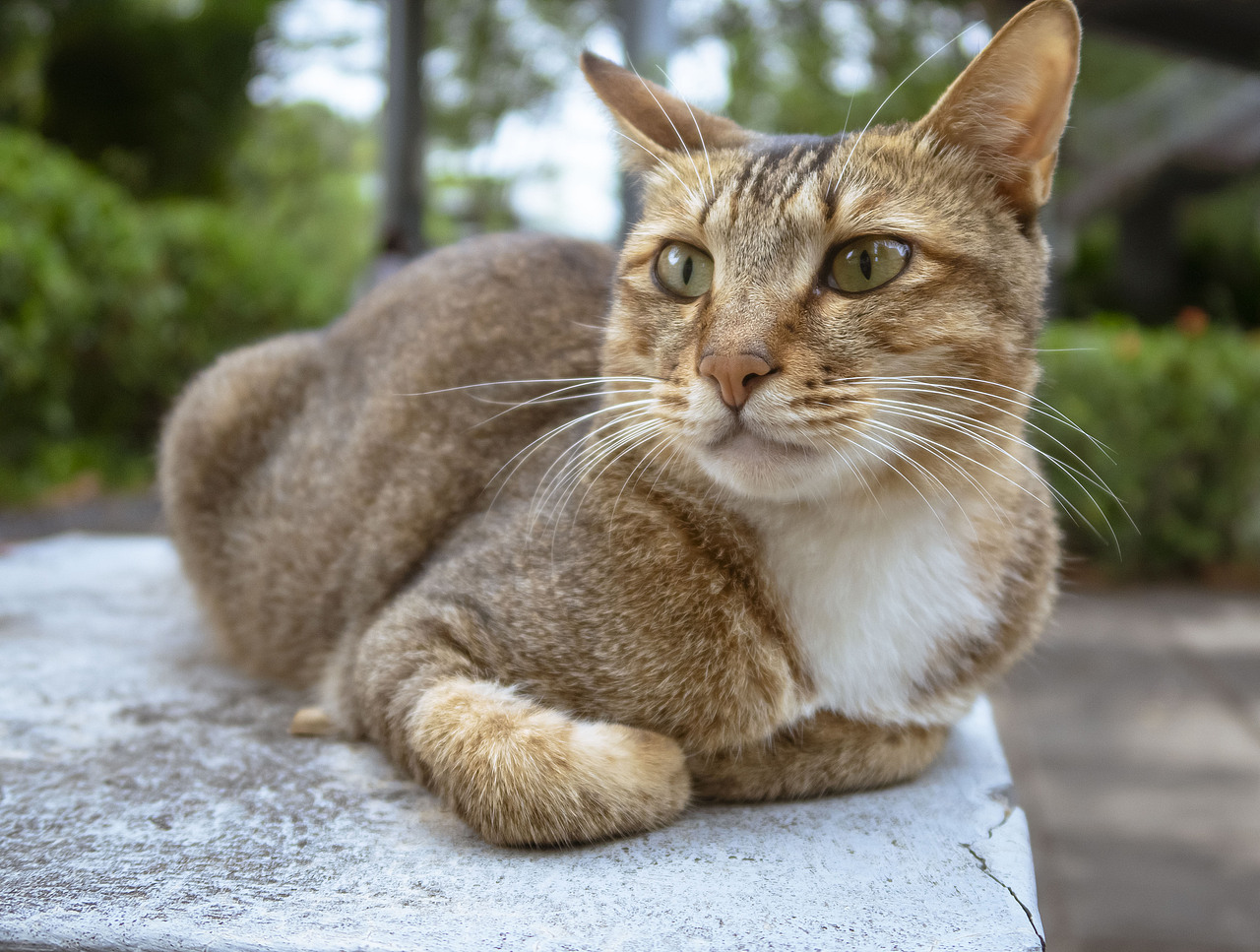 【信息学院】学校内形形色色的猫