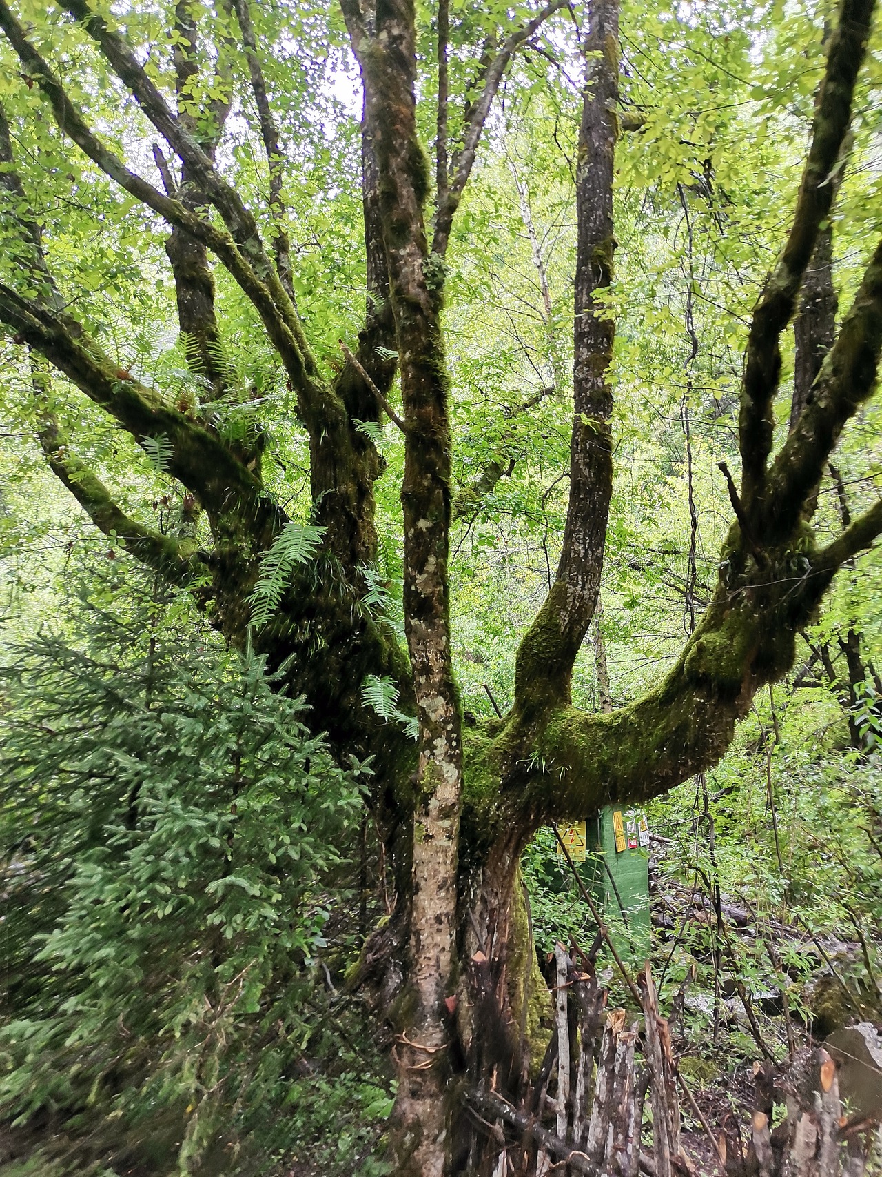 五彩缤纷九寨沟（上）