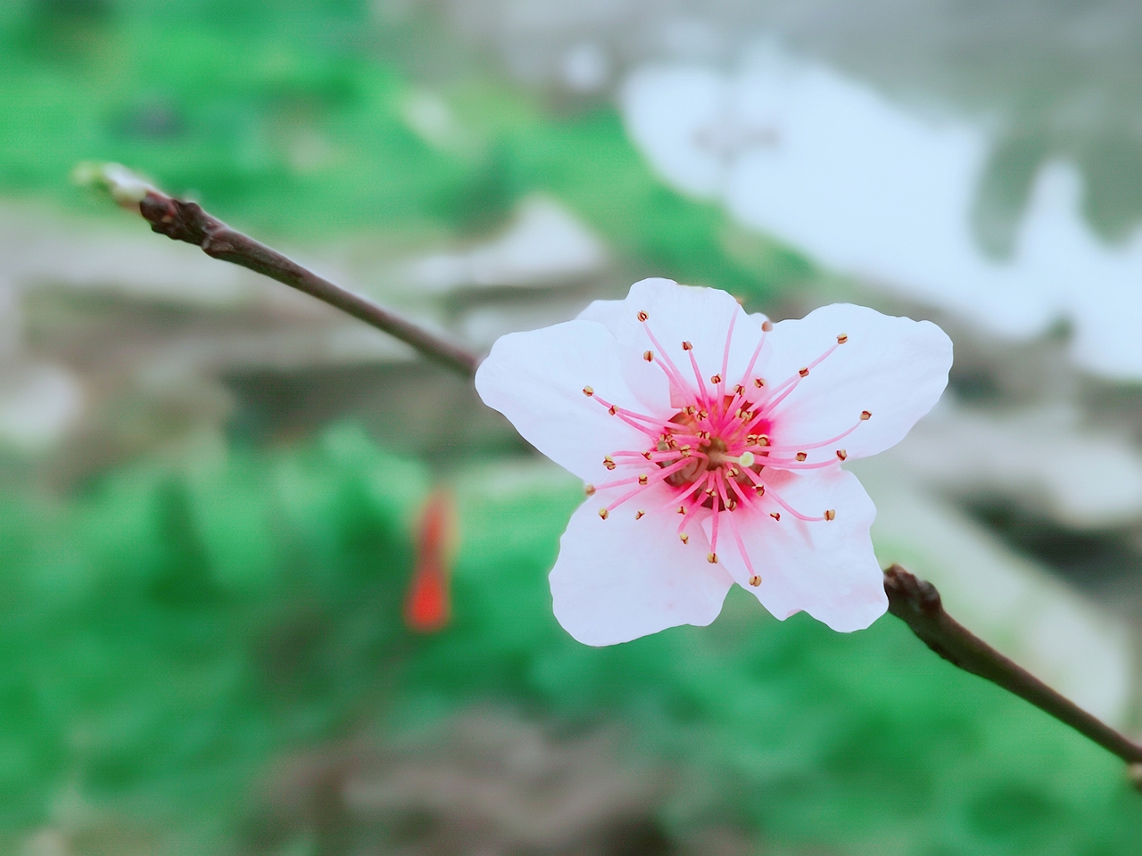 手机摄影 春深花落~