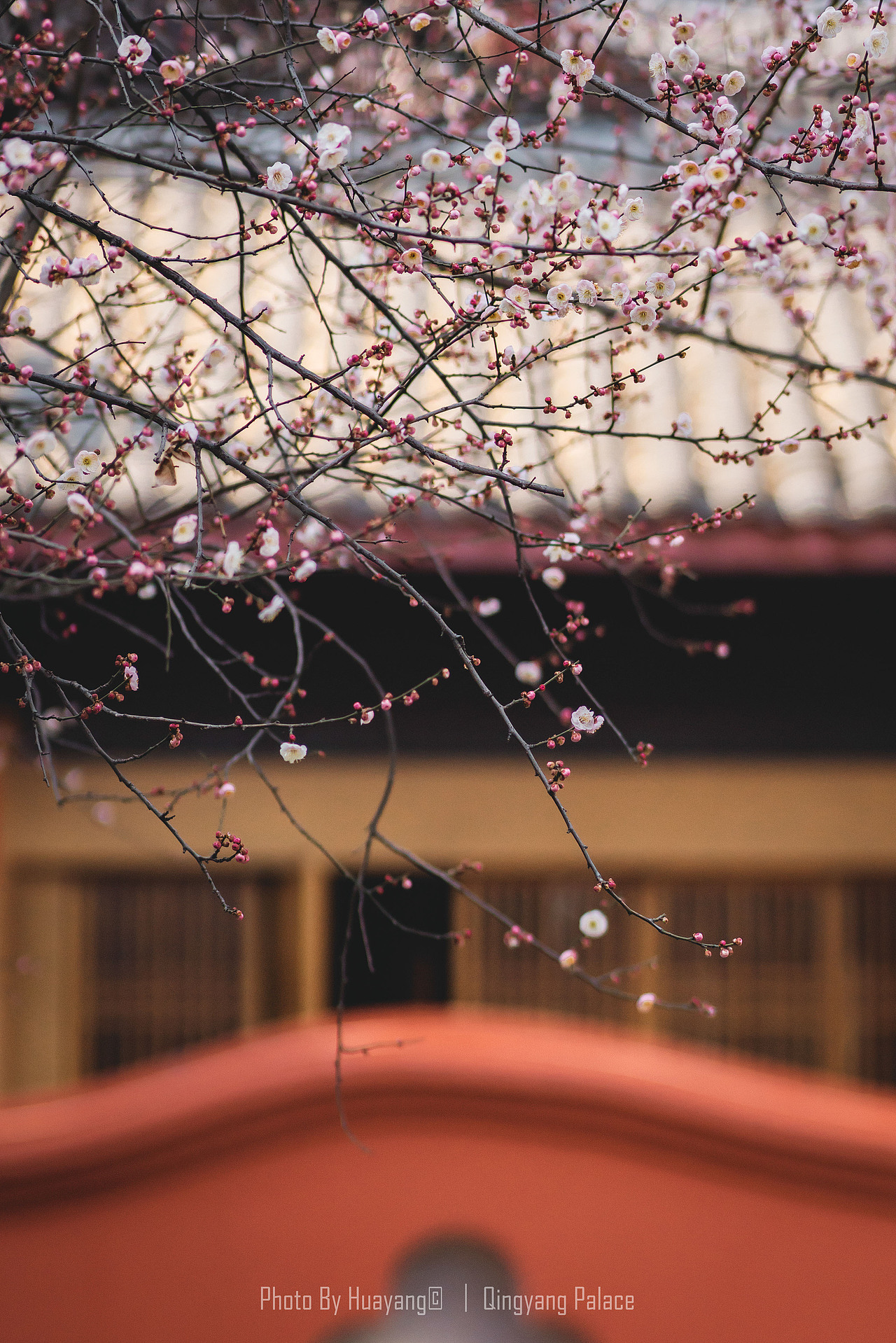 成都║青羊宫 古寺残枝含梅笑（图ZMzI4NjQxNzMy） - 人文/纪实摄影 - 站酷设计师zihuatanejo1997原创素材 - 站酷ZCOOL