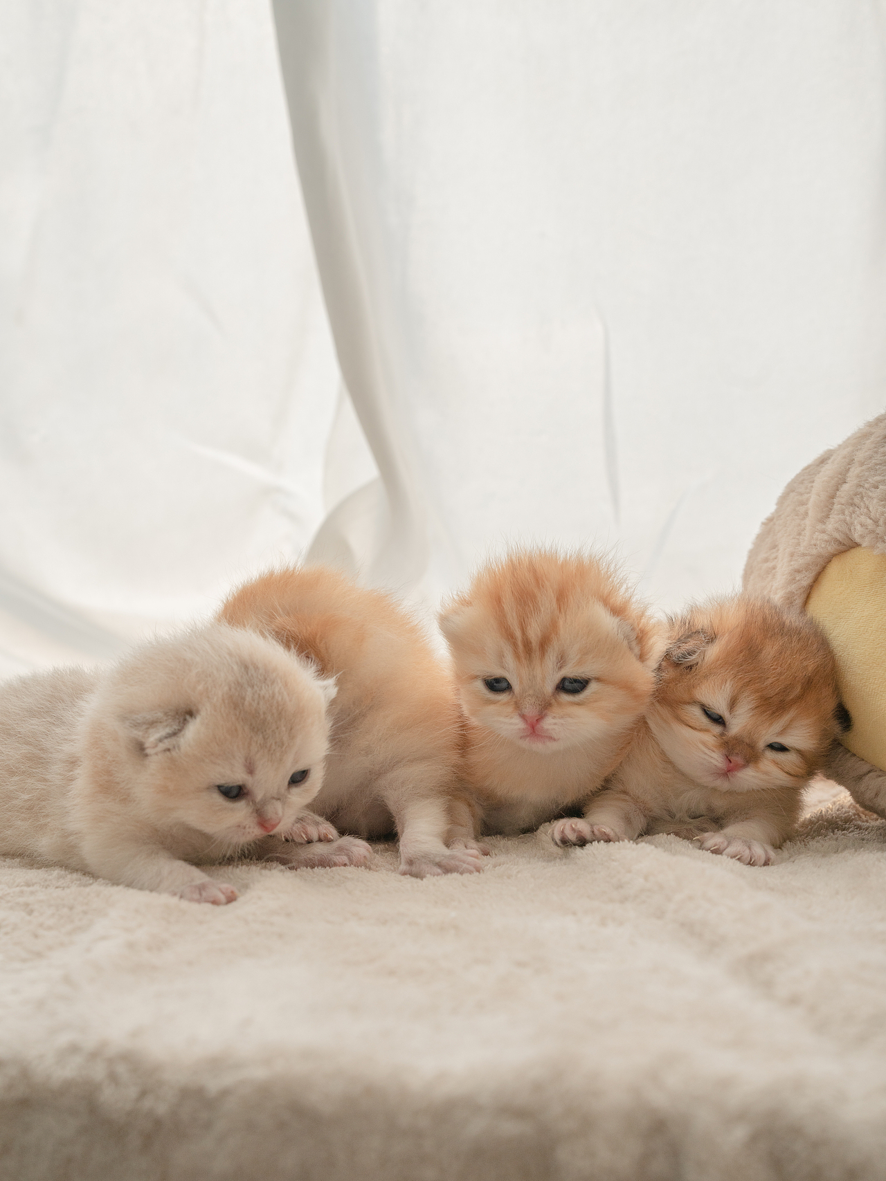 刚出生的小猫咪奶猫也太可爱了吧~