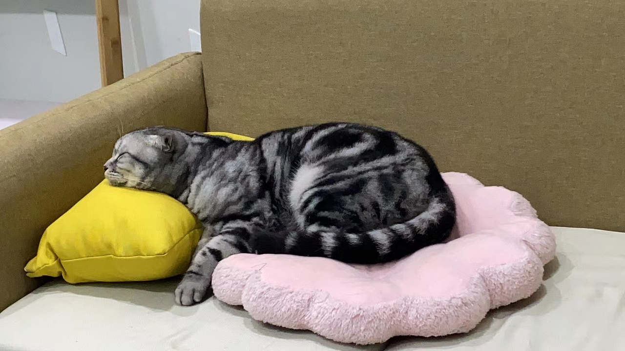 办公室的打工猫（图ZMzM0MjA2MzUy） - 宠物摄影 - 站酷设计师汪开心呀原创素材 - 站酷ZCOOL