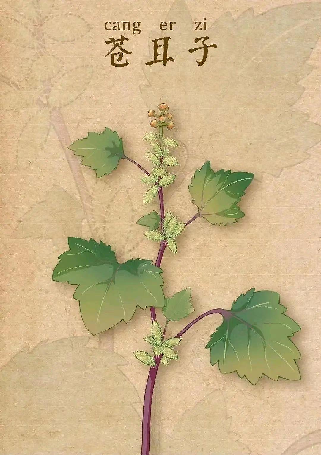 中药插画（图ZMzQ1MDUwNzI4） - 艺术插画 - 站酷设计师龙龍Wsl原创素材 - 站酷ZCOOL