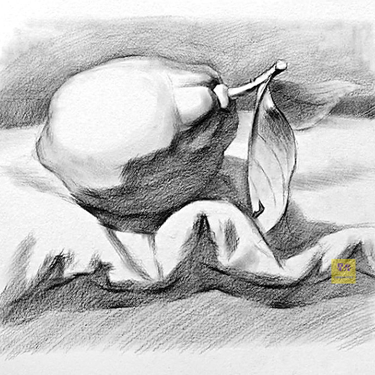 素描柠檬绘画详细步骤