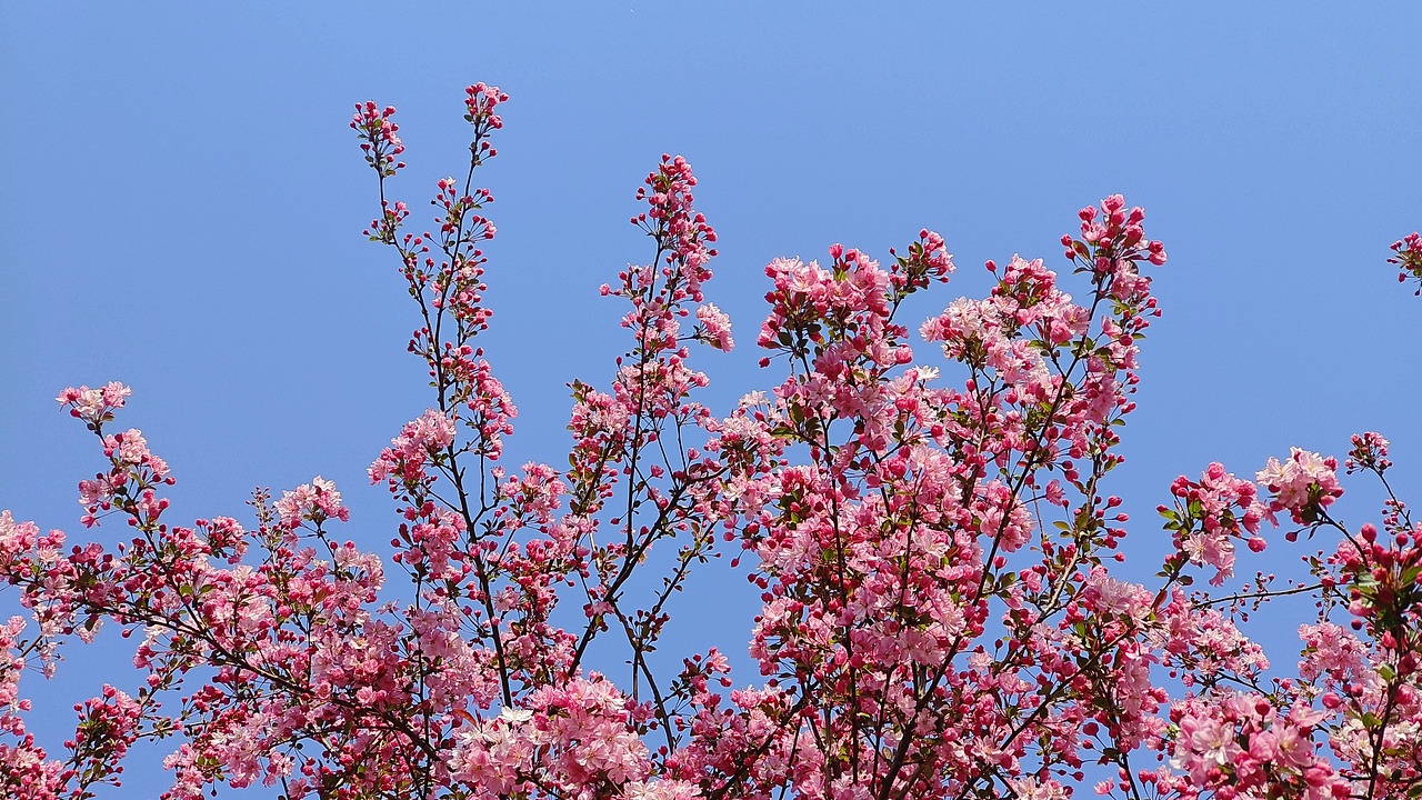 省耕公园--海棠花