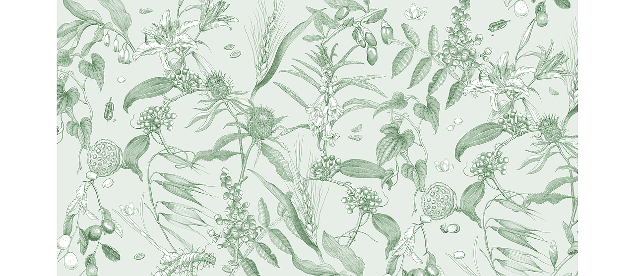 苏武插画《十二本草 . 本草银耳》的创作过程