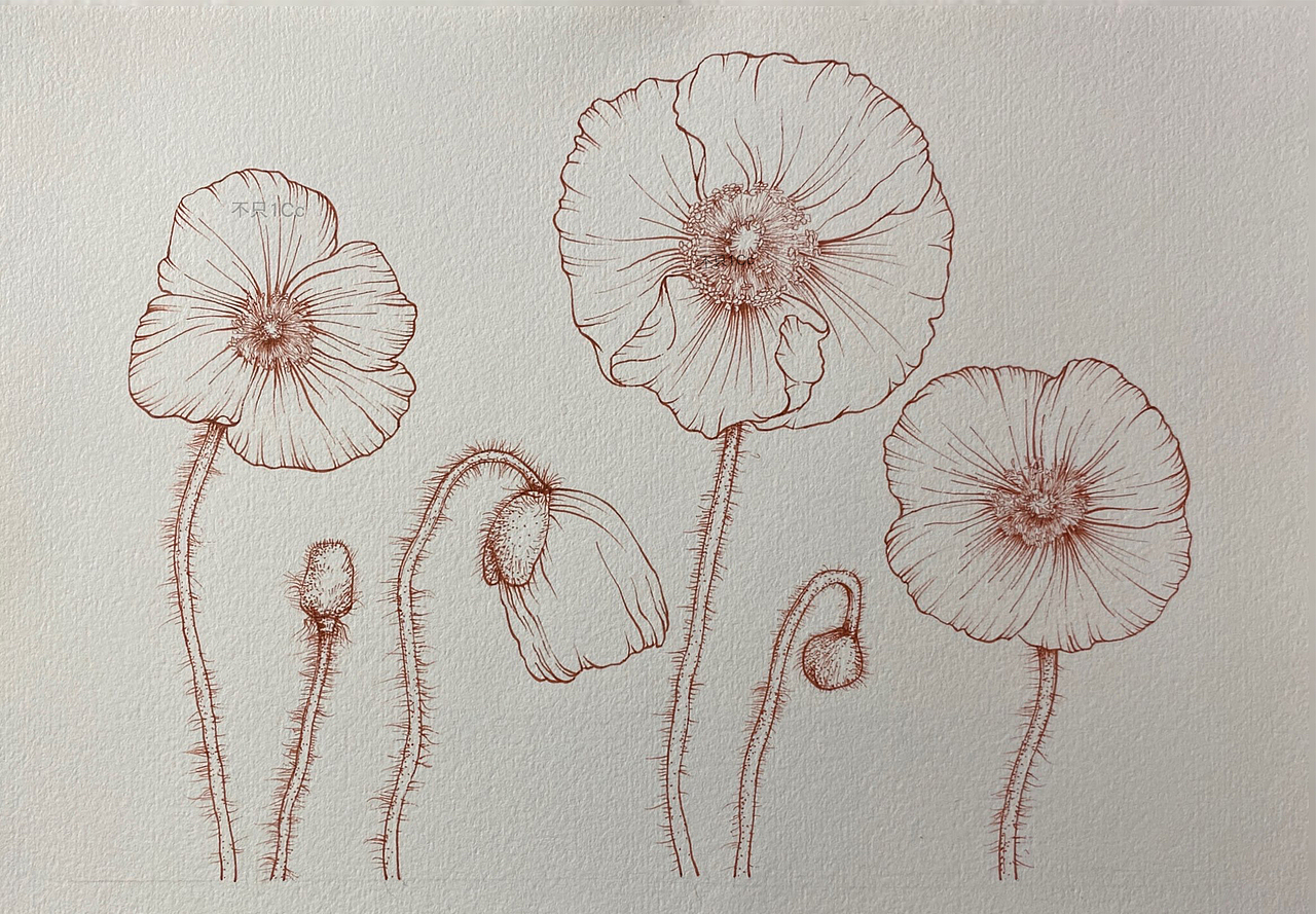 手绘植物插画|充满多巴胺色彩的虞美人🧡💛💚