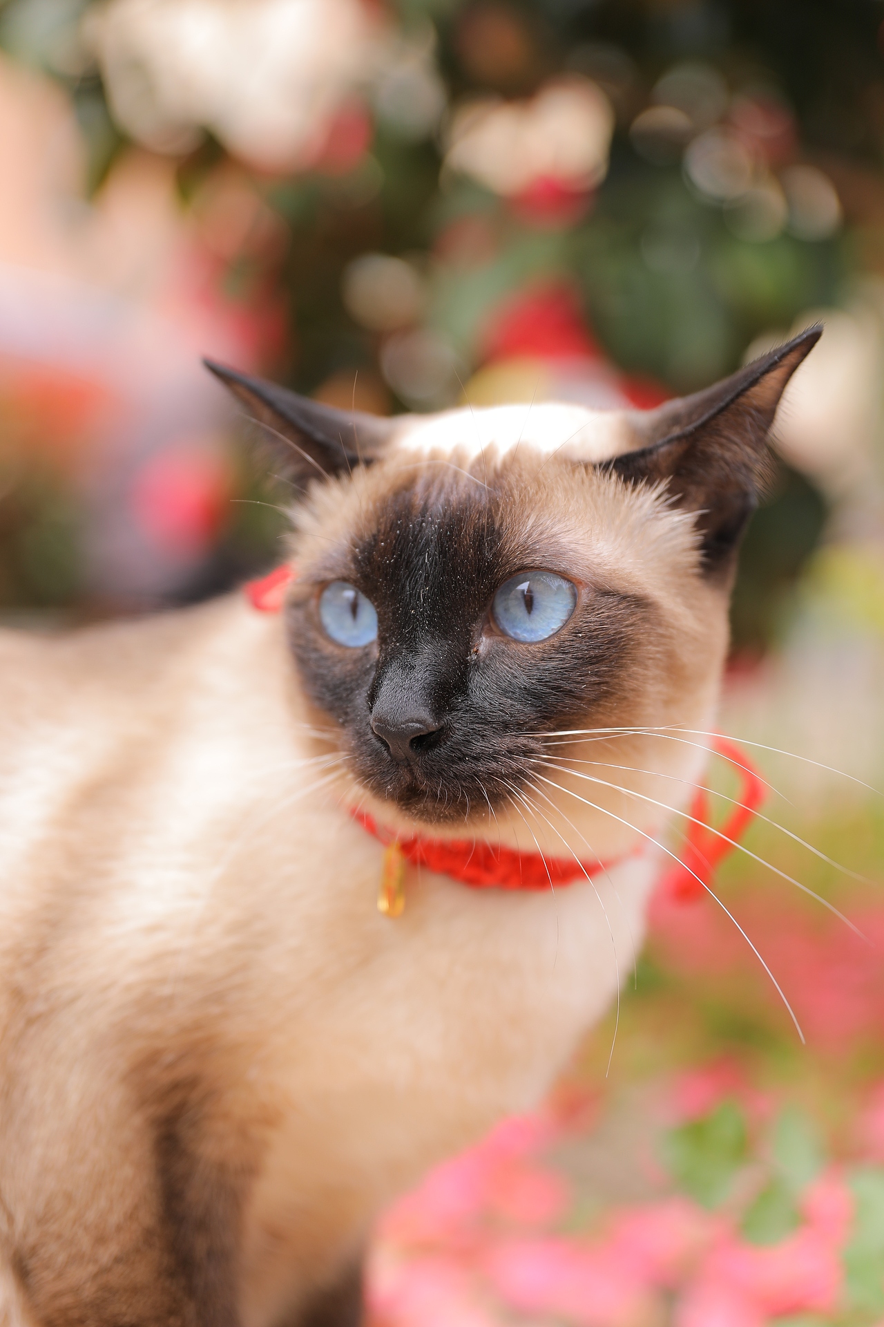 宠物猫（图ZMzY4MzEyMzM2） - 宠物摄影 - 站酷设计师zpping123原创素材 - 站酷ZCOOL