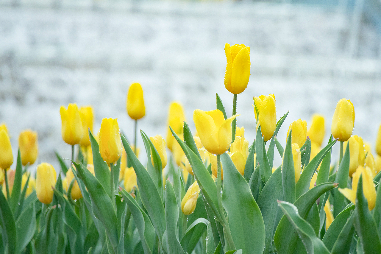 植物（图ZMzMyODQ0OTE2） - 风光摄影 - 站酷设计师千柚橘原创素材 - 站酷ZCOOL