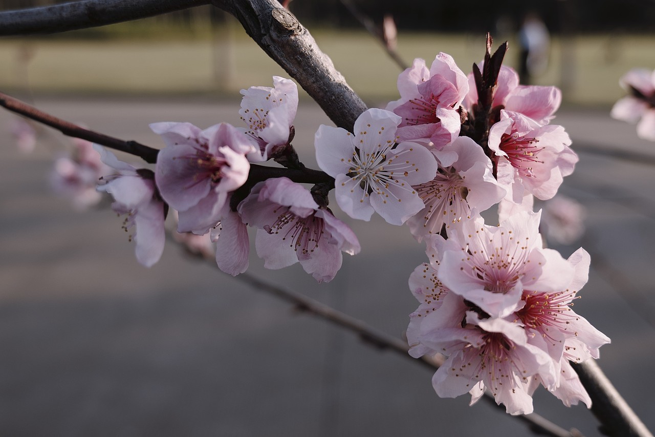 垂絲海棠（圖ZMzY3MzQ5Njk2） - 風(fēng)光攝影 - 站酷設(shè)計(jì)師向之所欣原創(chuàng)素材 - 站酷ZCOOL