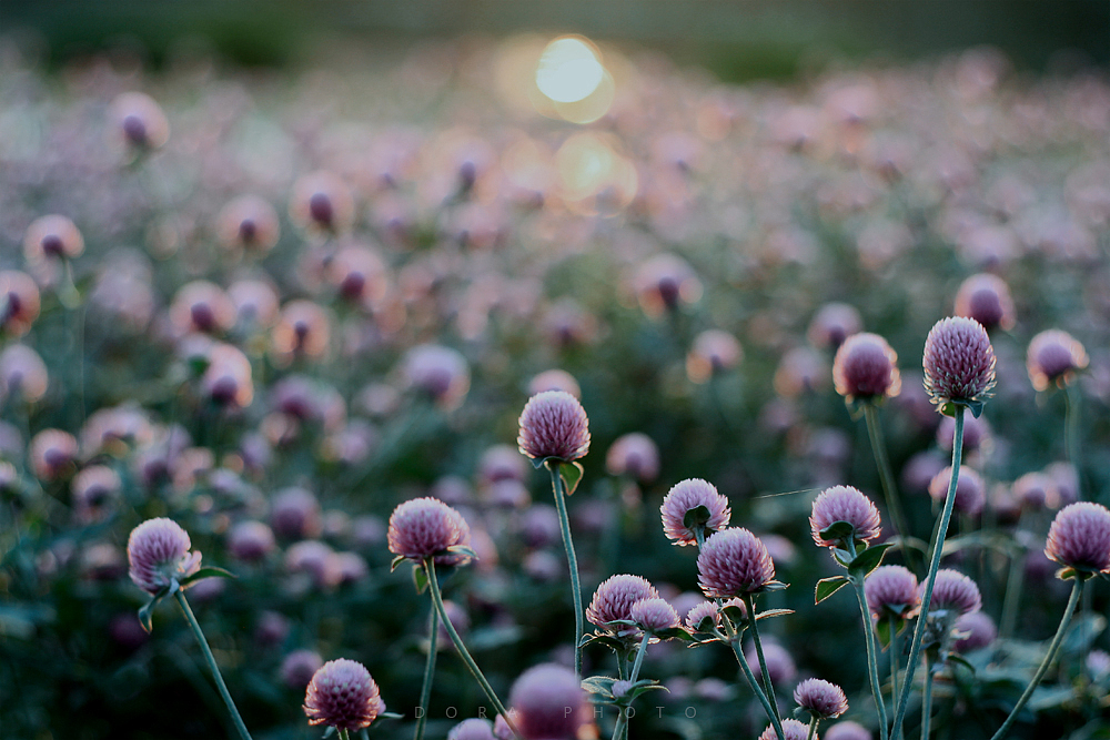 花隙间安暖着美好记忆（图ZMzI2MzQ4MDQ0） - 其他摄影 - 站酷设计师朵拉影像原创素材 - 站酷ZCOOL