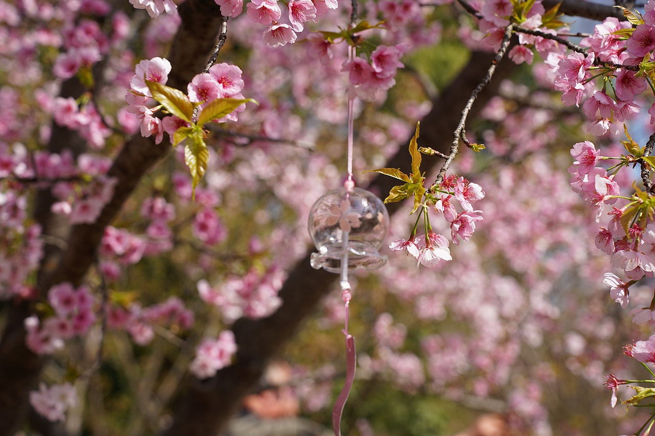 南京中山植物园（图ZMzMzNzExNzQ0） - 风光摄影 - 站酷设计师黑巧ines原创素材 - 站酷ZCOOL