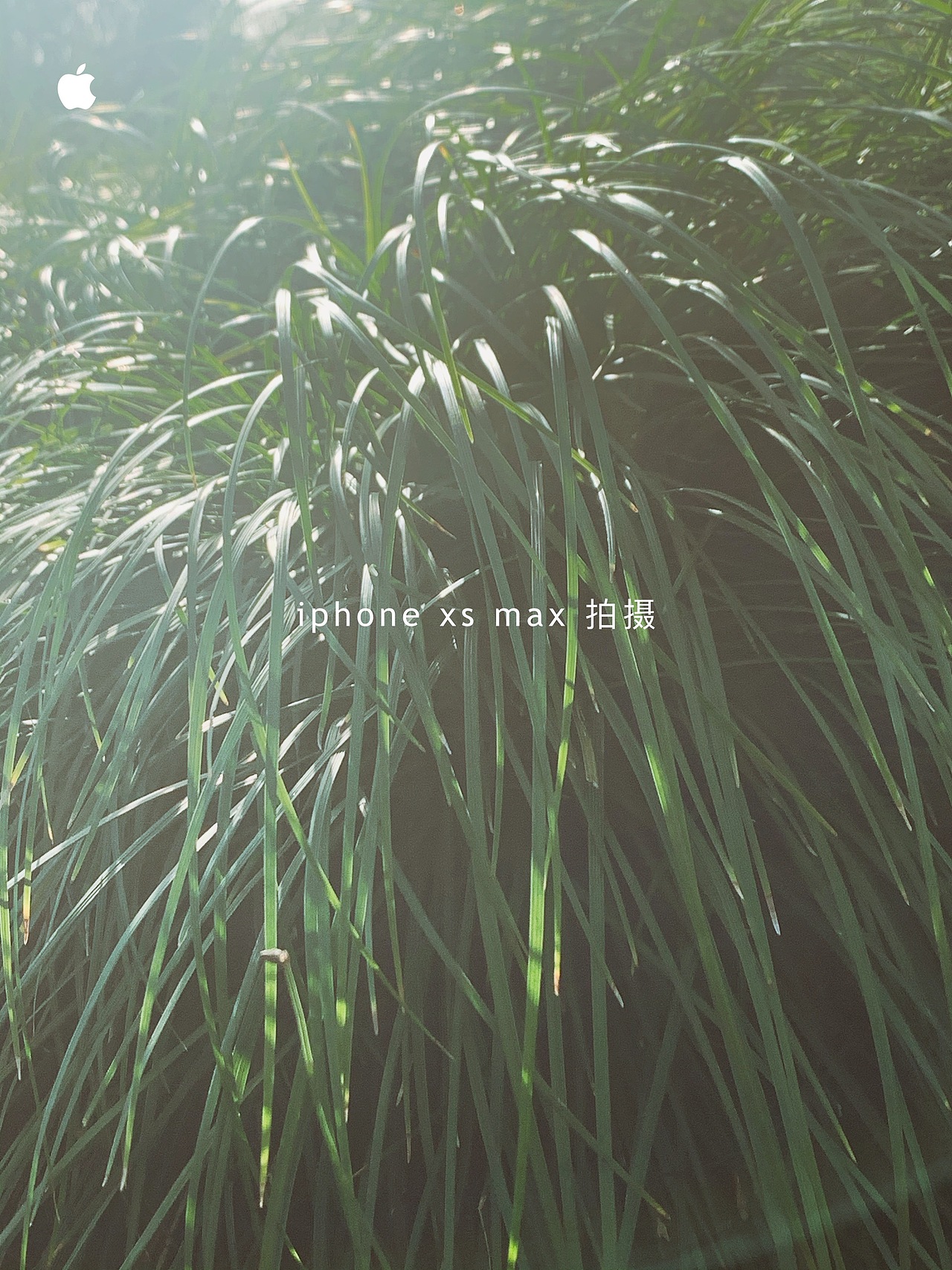 天地有大美而不言