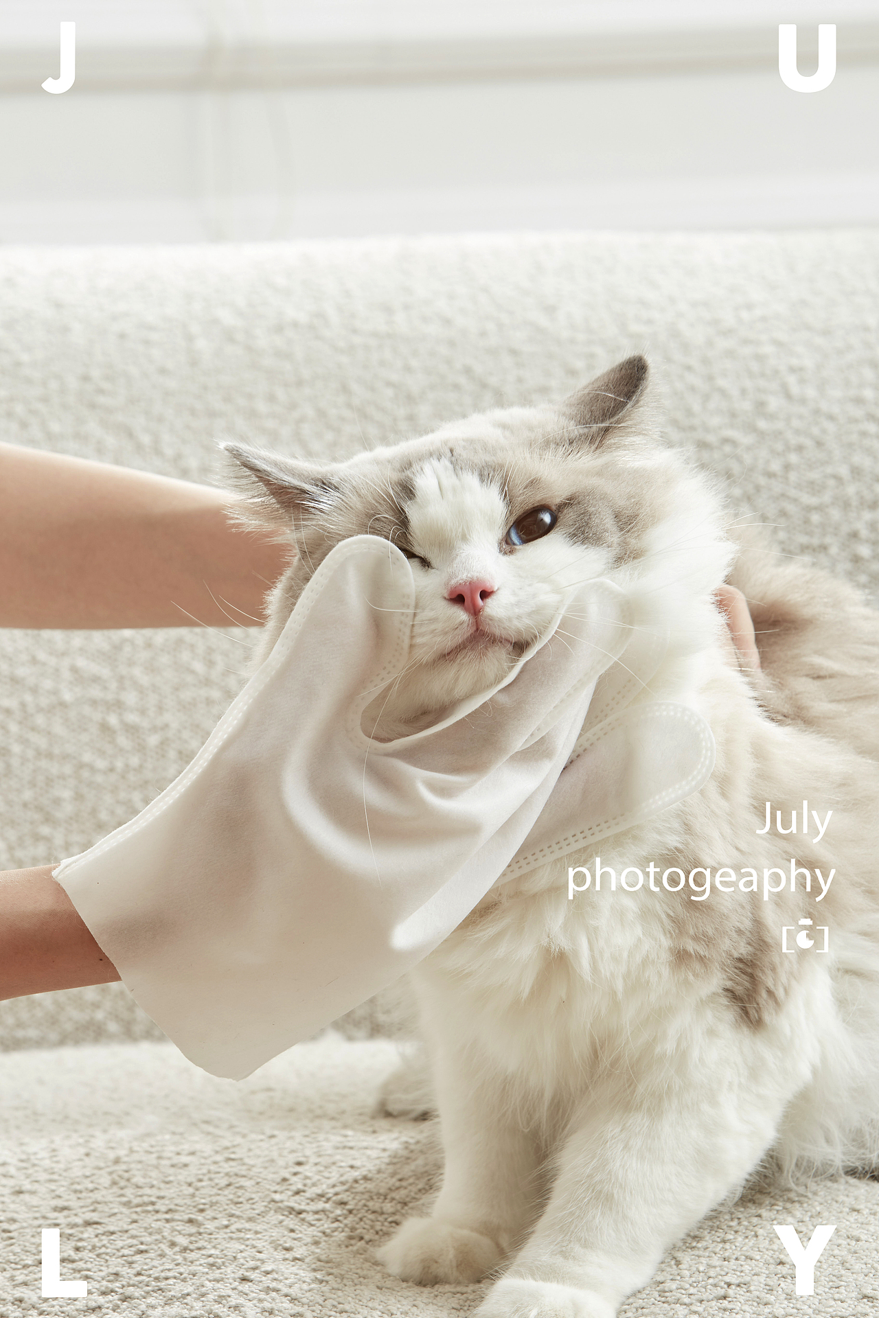 咕咚宠物清洁湿巾┃July摄影