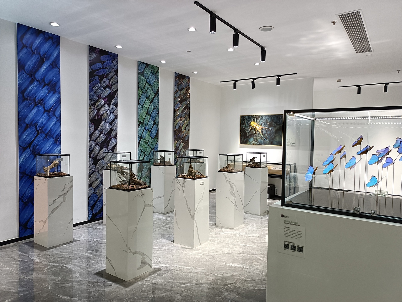 蓝色幻影昆虫空间（图ZMzUxNzAyNDk2） - 展陈设计 - 站酷设计师I虫趣汇I原创素材 - 站酷ZCOOL