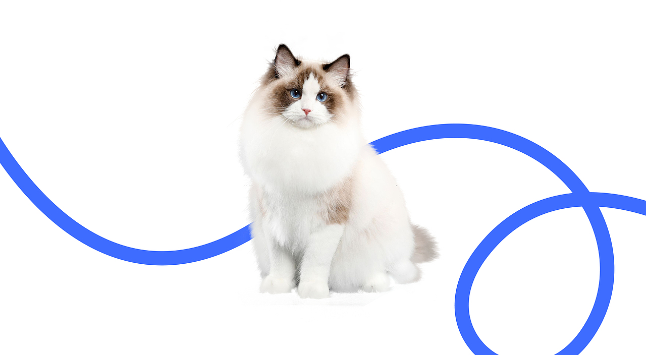 PETPPY宠物品牌设计（图ZMzM0MzgwOTg4） - 品牌 - 站酷设计师品牌助推器原创素材 - 站酷ZCOOL