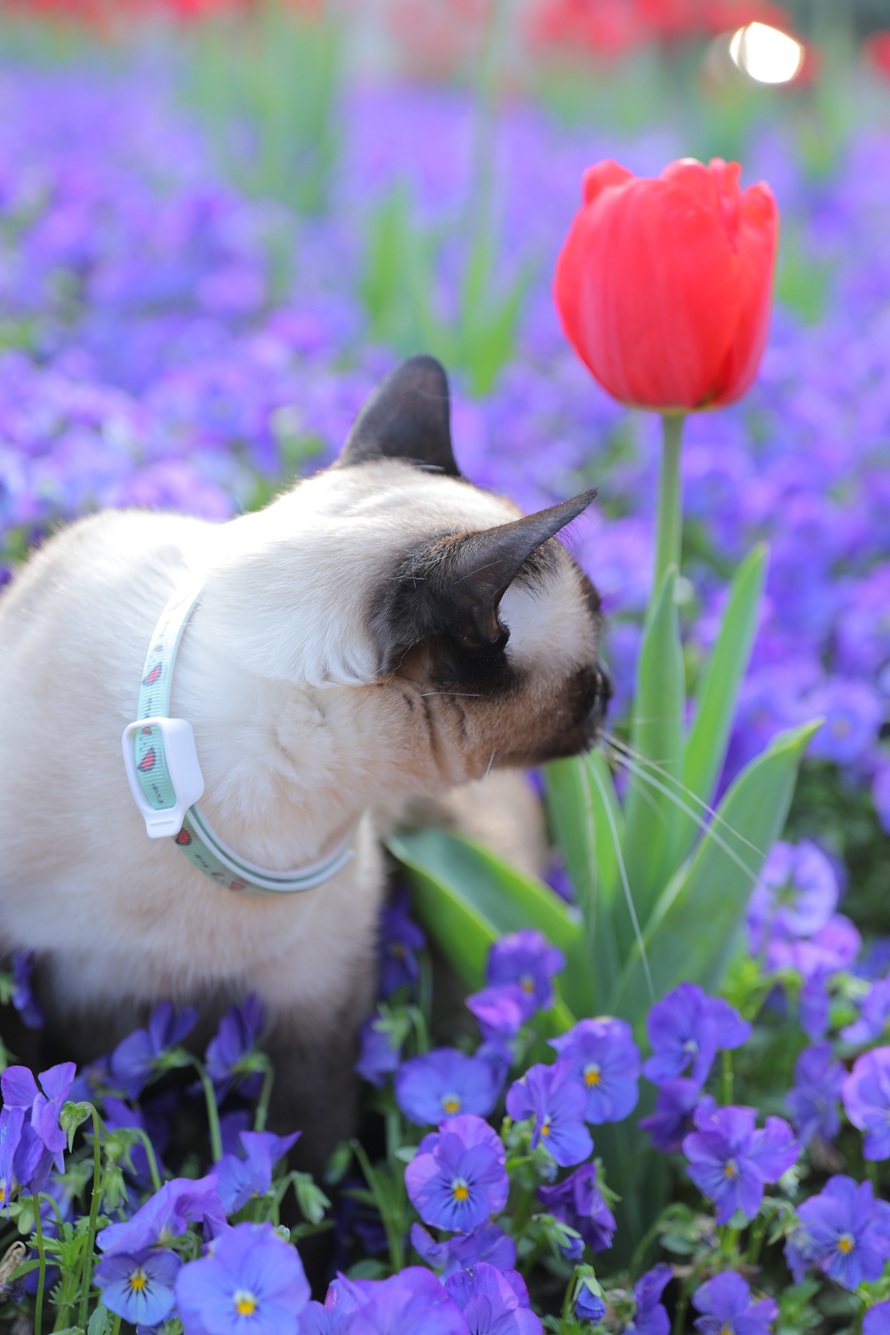 原创/摄影/宠物摄影