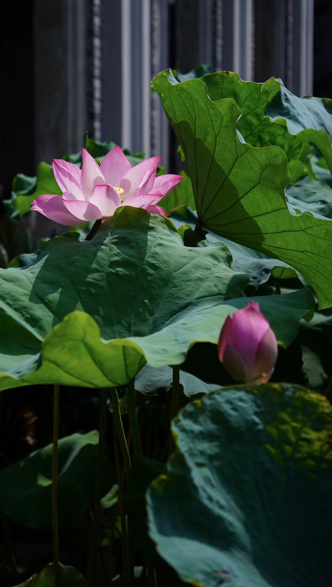 武汉旅拍（图ZMzQ5ODY3MjY4） - 人文/纪实摄影 - 站酷设计师板栗制片原创素材 - 站酷ZCOOL