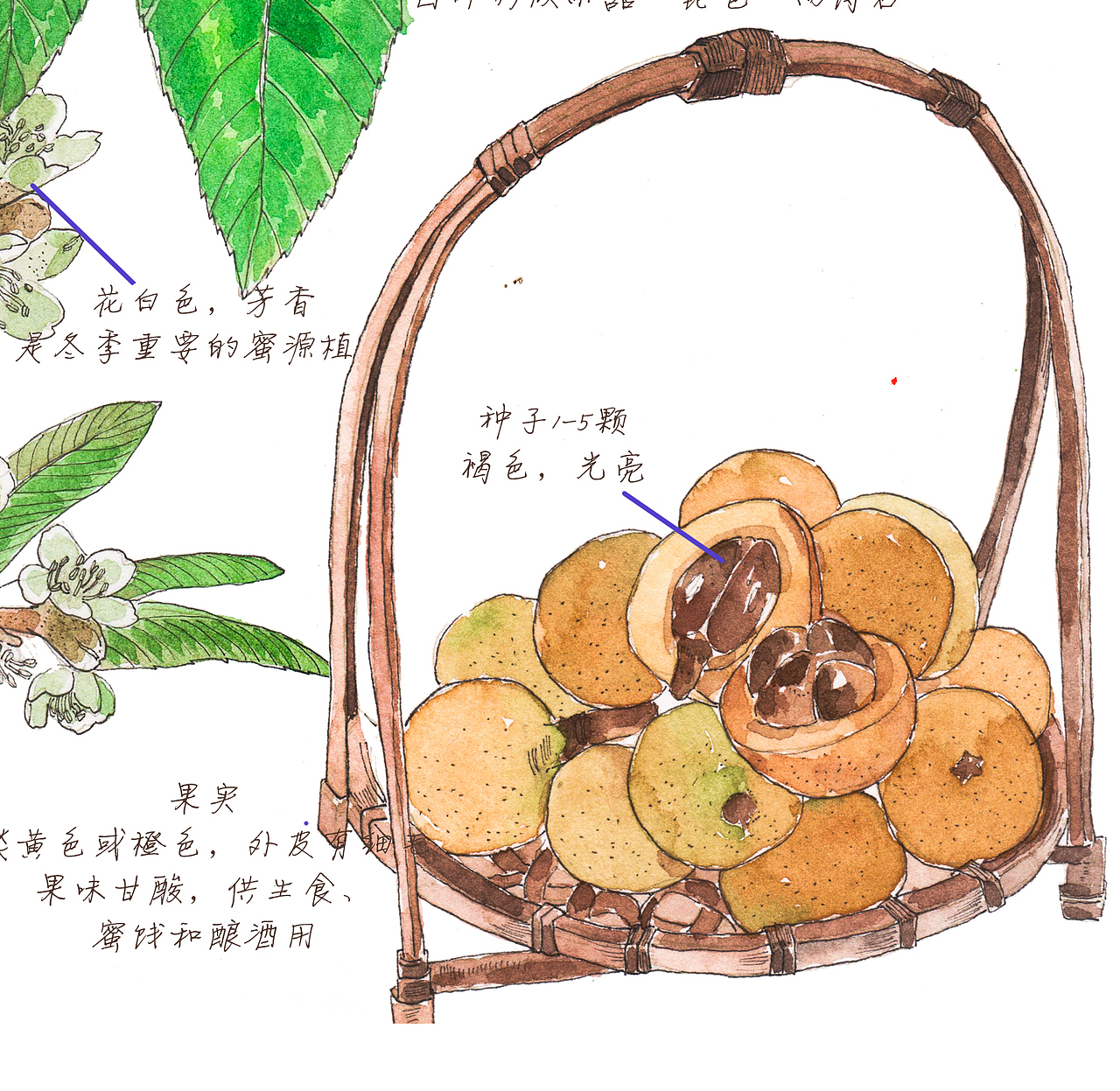 插畫-手繪水彩-中藥-枇杷（圖ZMzQ5NTI0NjIw） - 商業(yè)插畫 - 站酷設(shè)計(jì)師老合鳥子原創(chuàng)素材 - 站酷ZCOOL