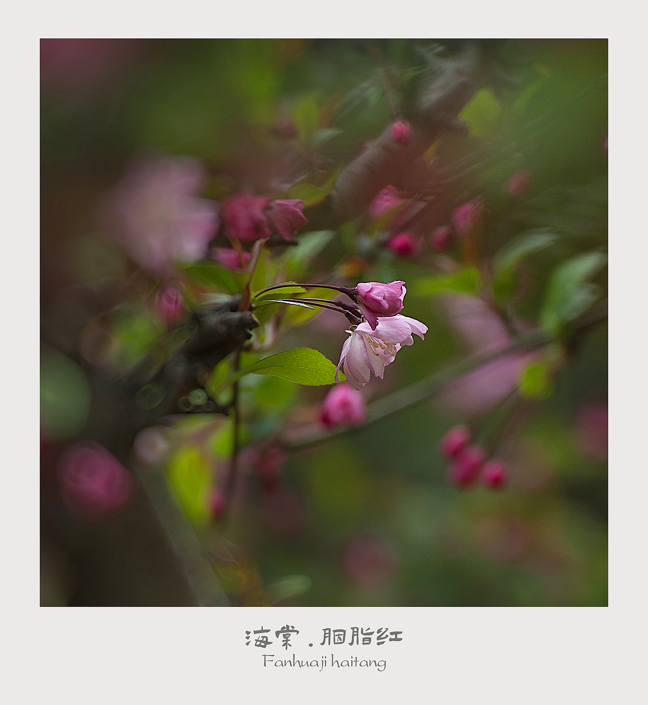 【繁花季】海棠.胭脂红