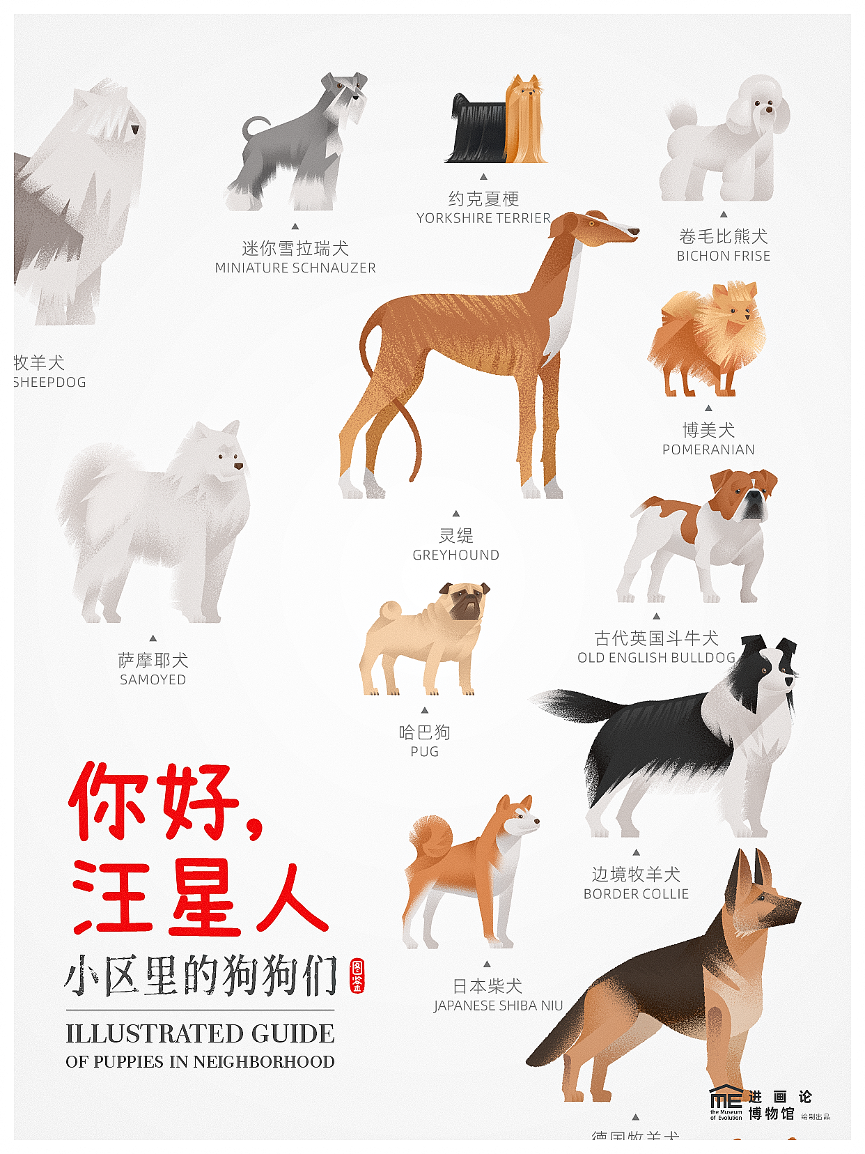 小区汪星人图鉴 | Illustrated Guide of Puppies