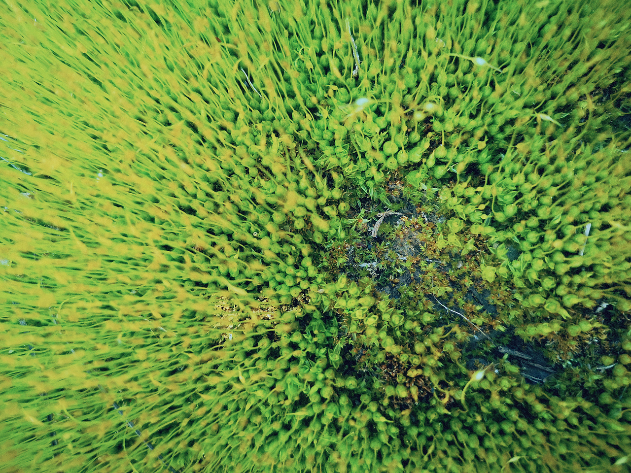 手机摄影 一片静心之地~（图ZMzM3NTk0Mjgw） - 风光摄影 - 站酷设计师小小鸟不想飞原创素材 - 站酷ZCOOL