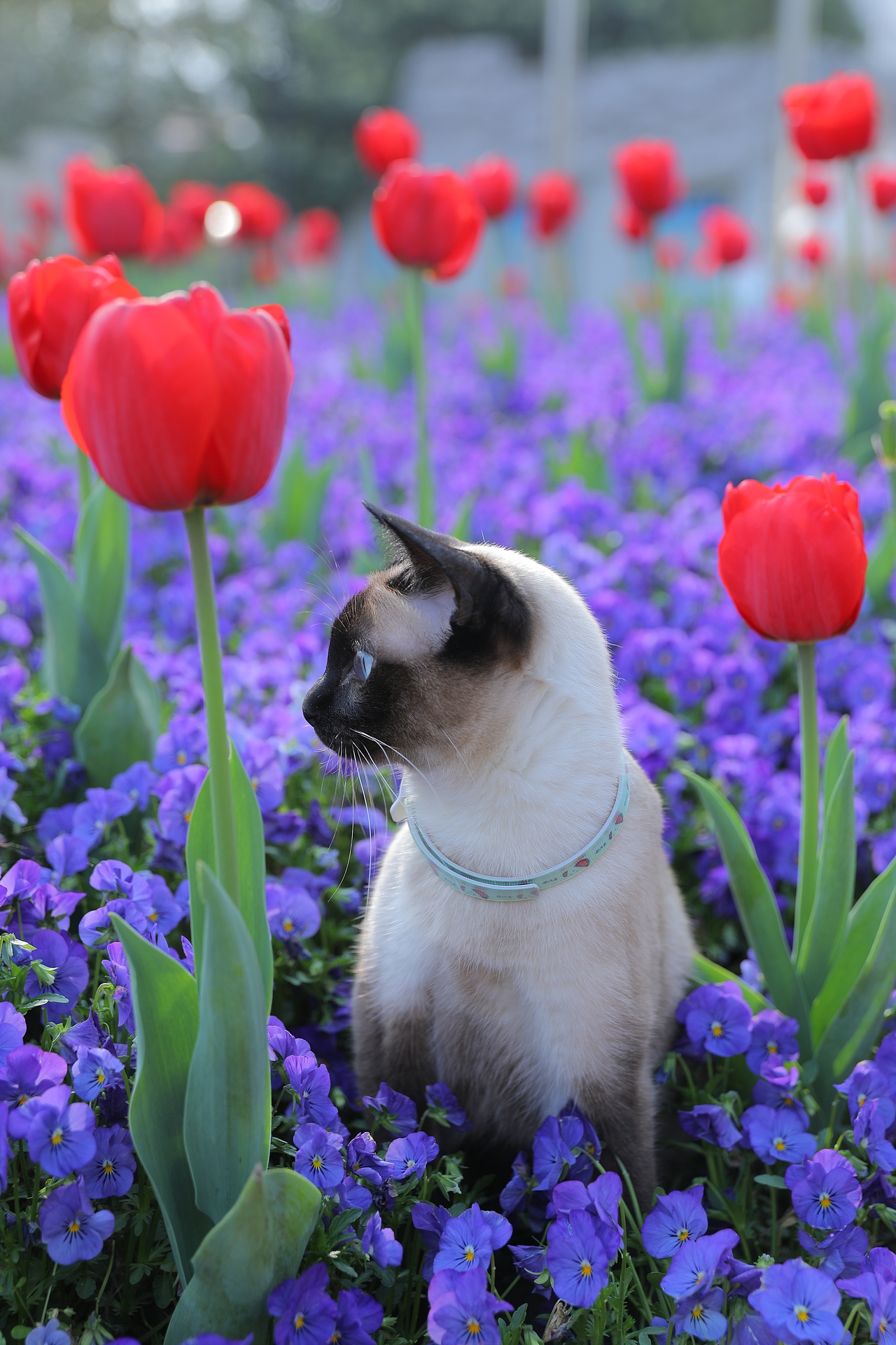 原创/摄影/宠物摄影