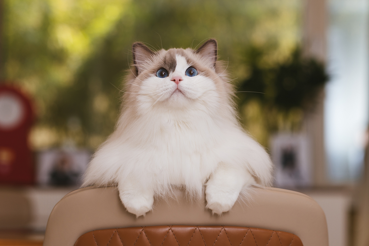 猫的私房 第六季