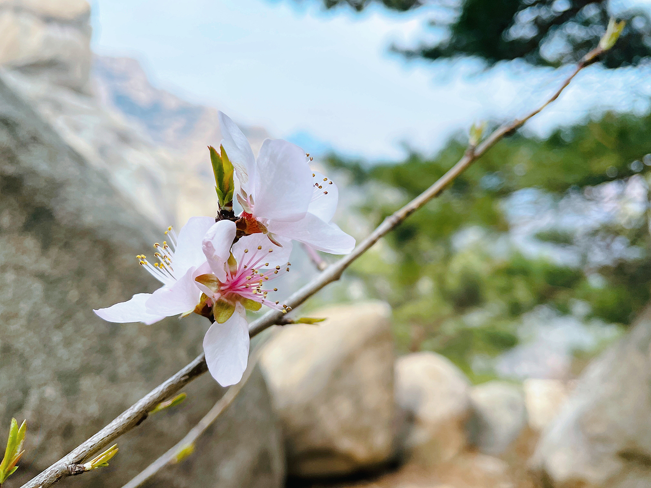 春至崂山（图ZMzM0ODkwMTEy） - 风光摄影 - 站酷设计师设计狮摄影狮原创素材 - 站酷ZCOOL
