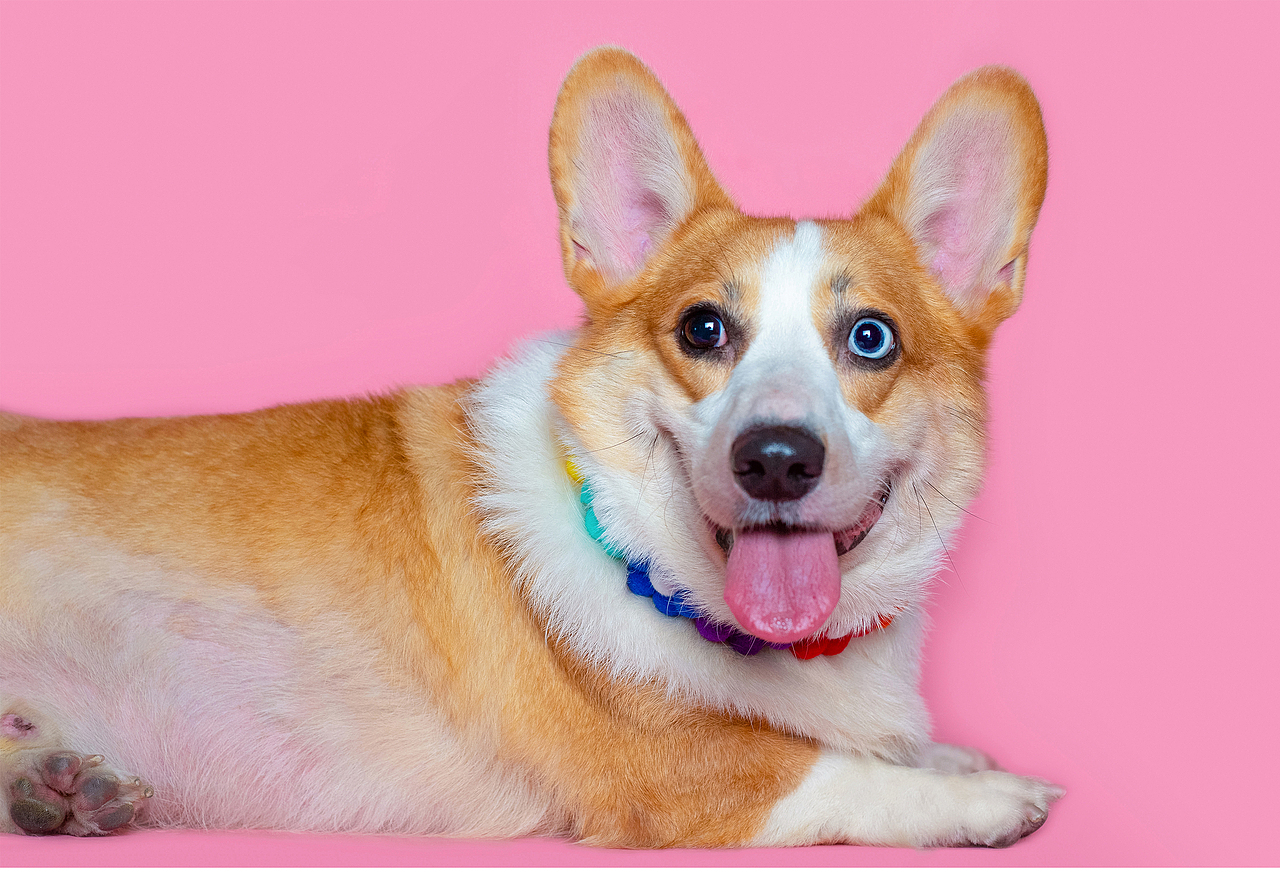 这些年拍过的柯基们小合集（图ZMzEzNzUxNDAw） - 宠物摄影 - 站酷设计师佳佳与可骑原创素材 - 站酷ZCOOL