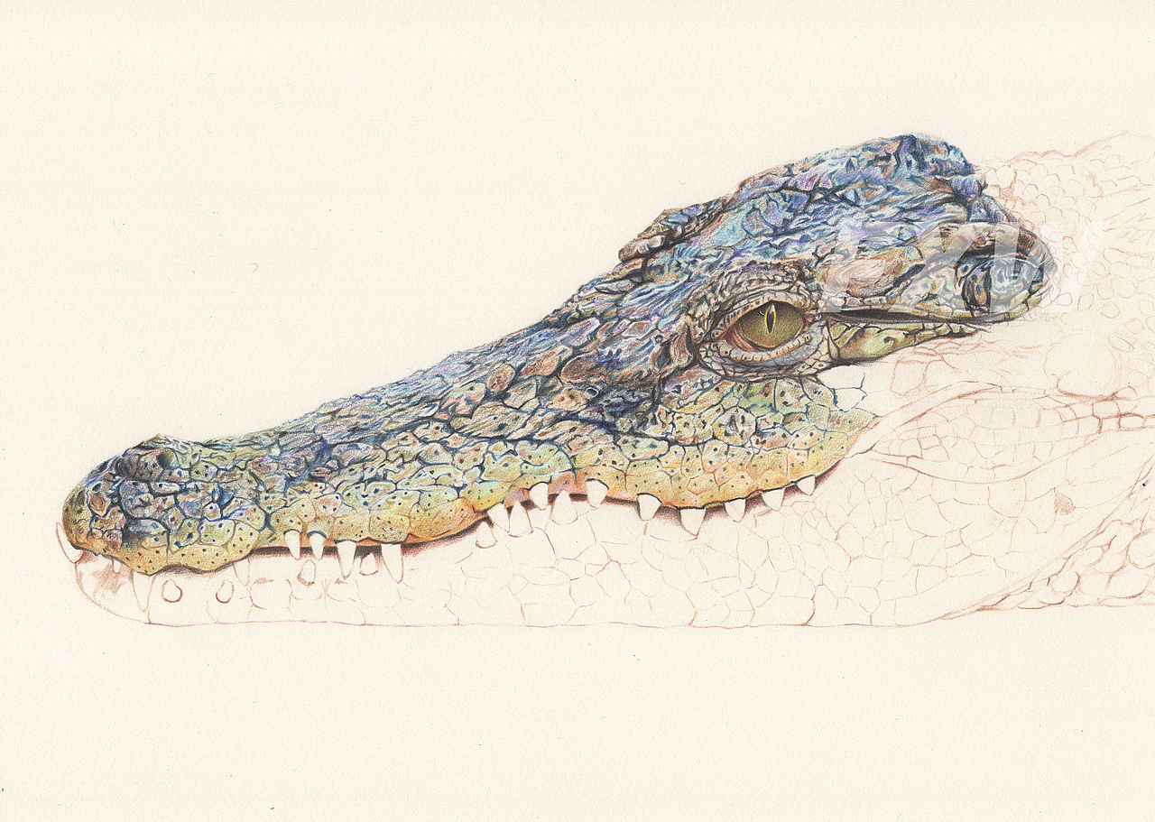 彩铅画《鳄鱼》