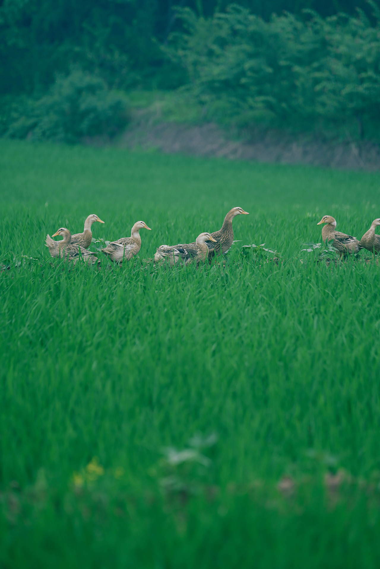 小村夏日记（图ZMzQxNzIwOTI0） - 人像摄影 - 站酷设计师有田人家原创素材 - 站酷ZCOOL