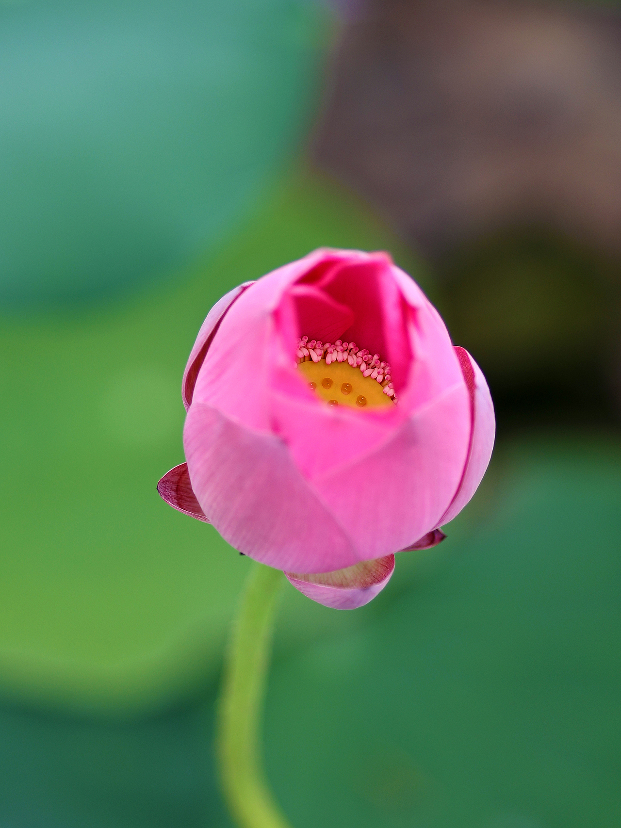 [游玩] 夏日觉醒：新津千亩荷塘（图ZMzI1ODYzMzQ0） - 宠物摄影 - 站酷设计师摄影师_罗少原创素材 - 站酷ZCOOL