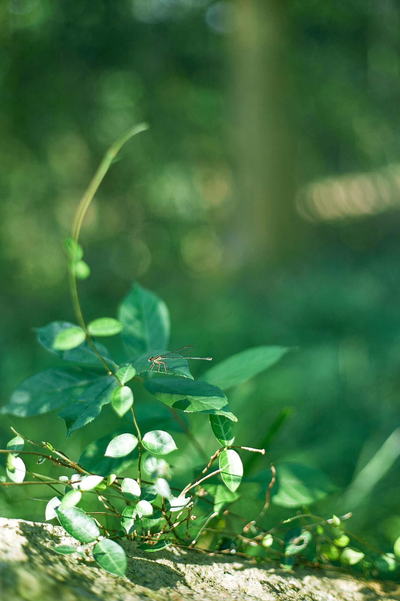 阳光是最好的滤镜