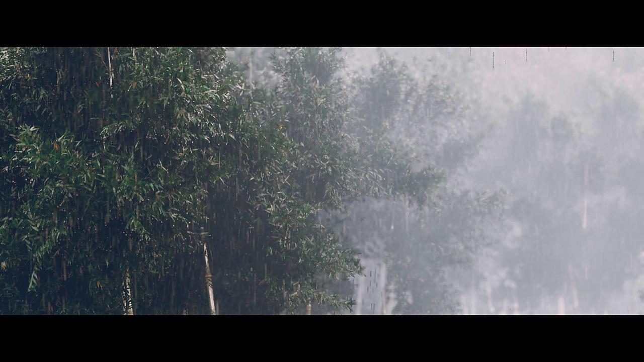 HOUDINI 雨打竹林