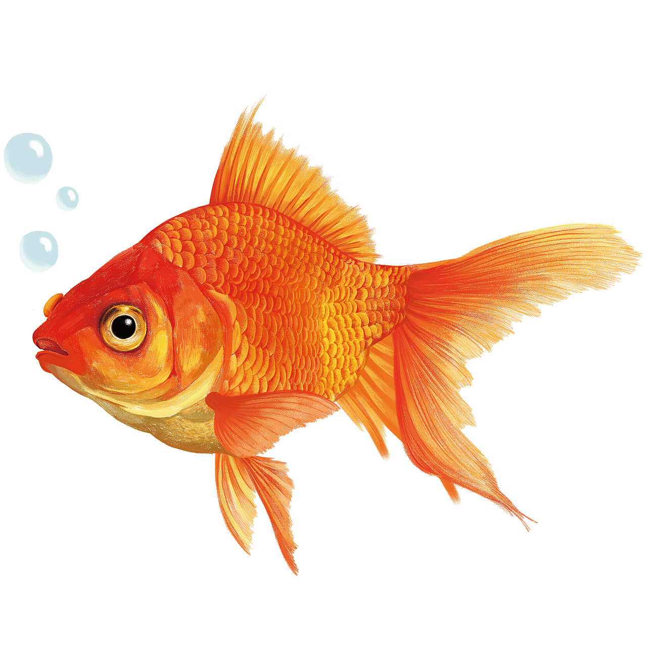 写实动物（图ZMzA0NDEwODc2） - 艺术插画 - 站酷设计师_五月__原创素材 - 站酷ZCOOL