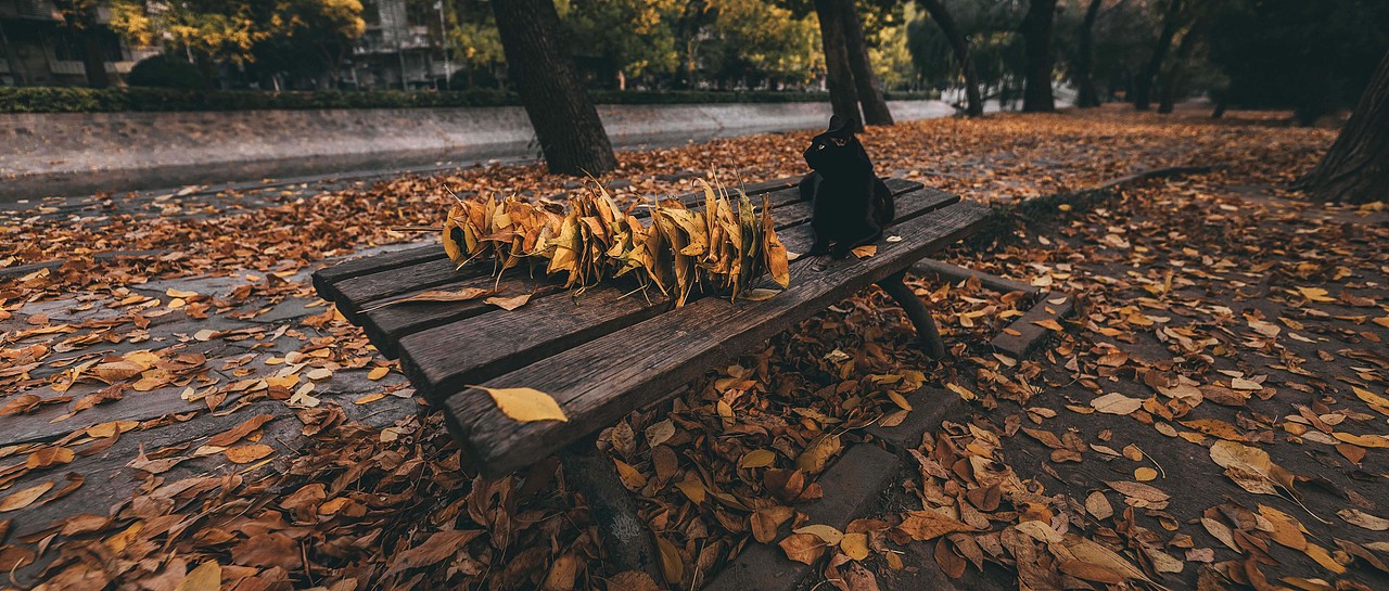 比秋色更美的是 当秋色遇上喵咪（图ZMzU1NzQ5OTI0） - 人文/纪实摄影 - 站酷设计师北武原创素材 - 站酷ZCOOL