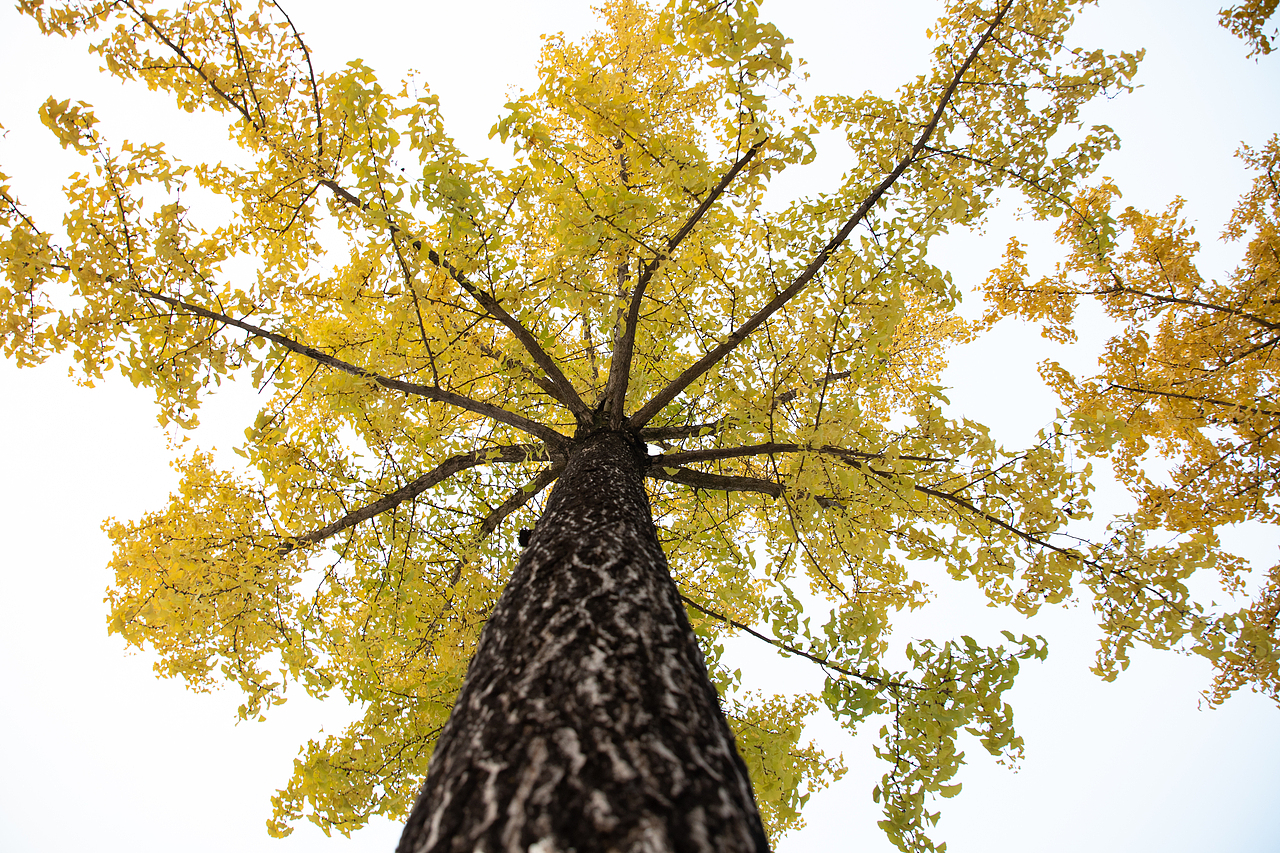 银杏秋叶（图ZMzEwMzM0OTc2） - 风光摄影 - 站酷设计师摄影师Tender原创素材 - 站酷ZCOOL