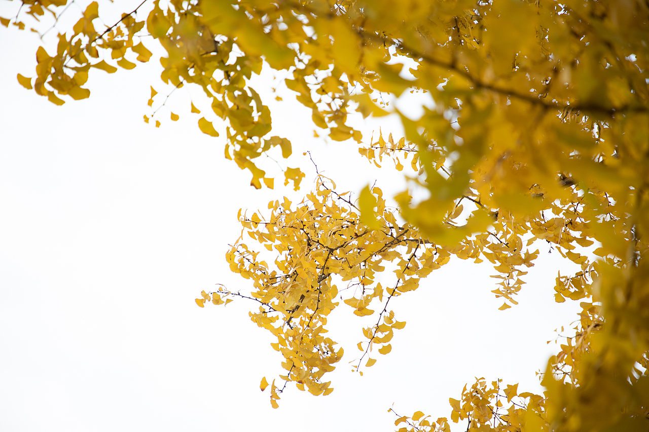 银杏秋叶（图ZMzEwMzM0Nzc2） - 风光摄影 - 站酷设计师摄影师Tender原创素材 - 站酷ZCOOL