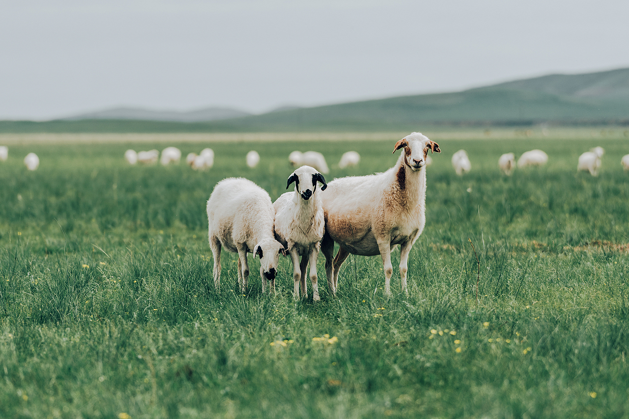 内蒙《放风的羊》品牌广告拍摄