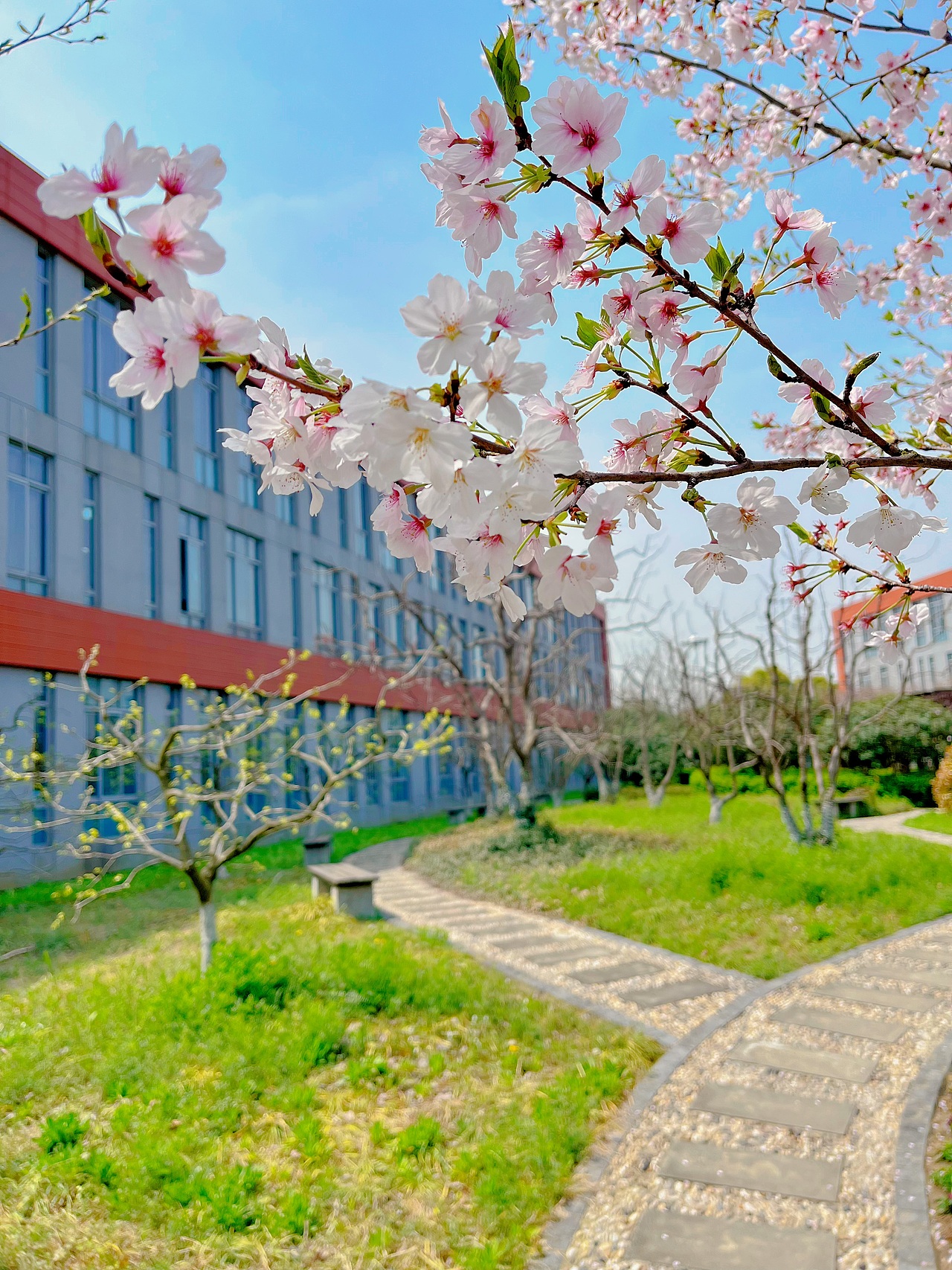 手机摄影 上海最美樱花校园~（图ZMzM3ODI0NjUy） - 风光摄影 - 站酷设计师小小鸟不想飞原创素材 - 站酷ZCOOL