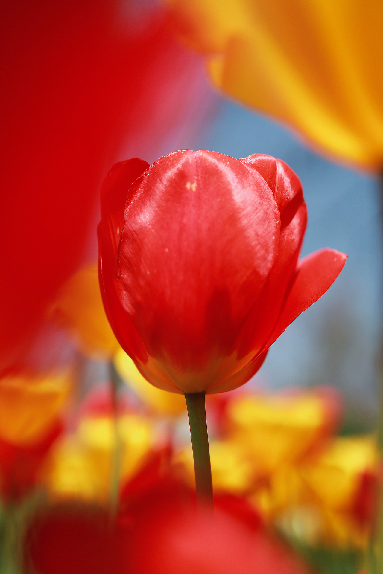 春日顶流-郁金香