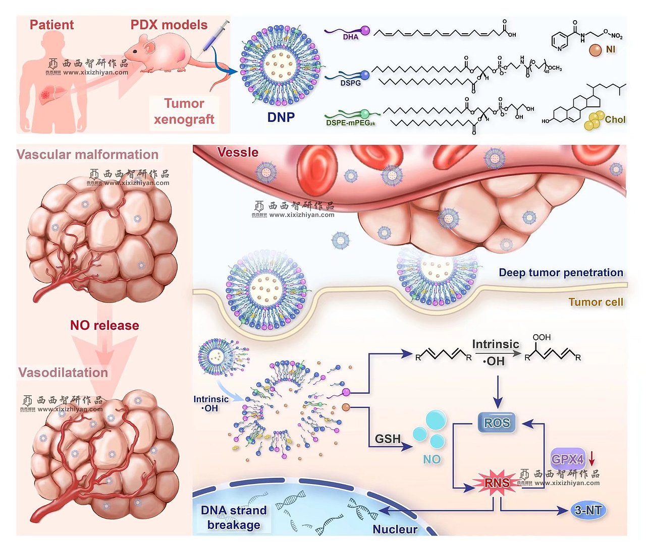 医学插图（图ZMzI1Mjg0NTAw） - 书籍/画册 - 站酷设计师scihua原创素材 - 站酷ZCOOL