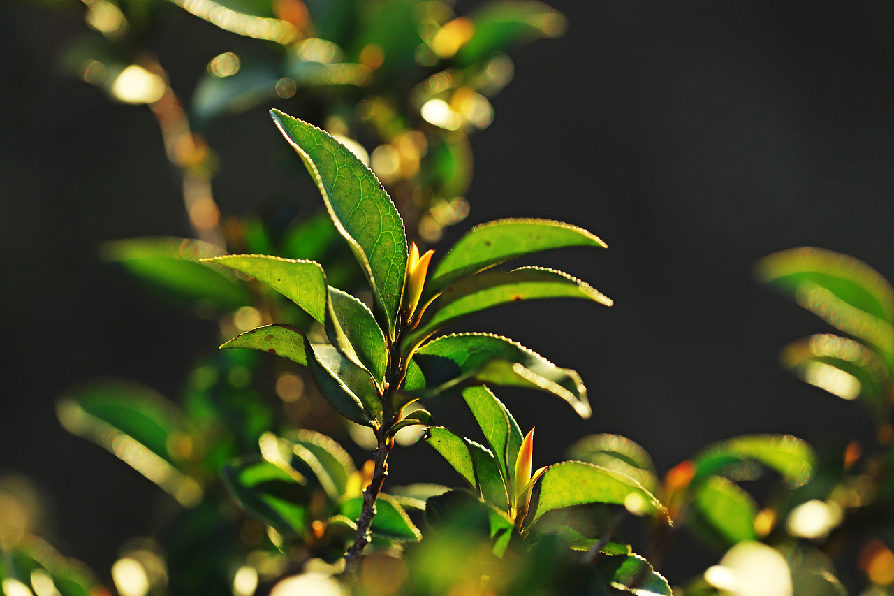 潮州凤凰山茶山照片图片