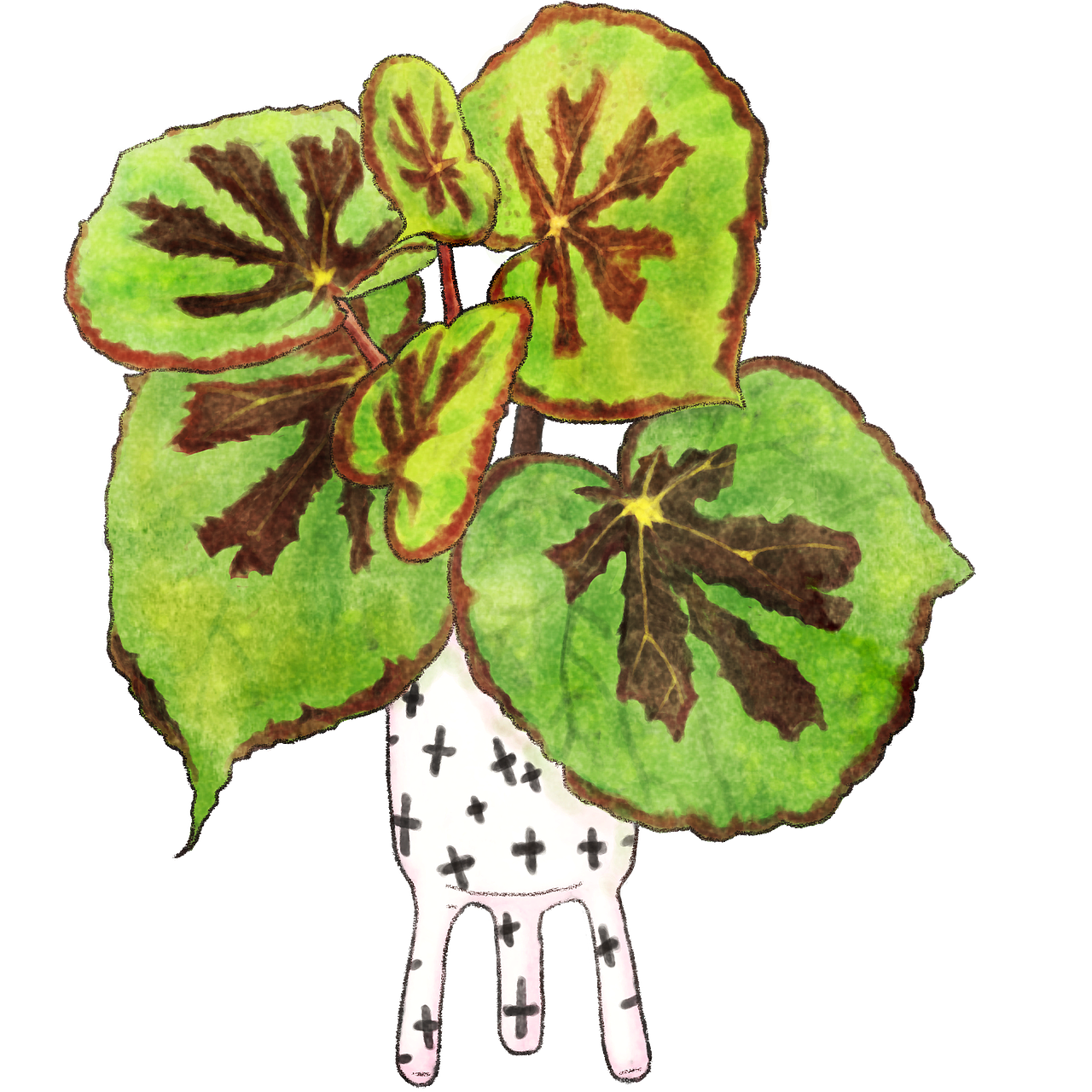 热植秋海棠插画