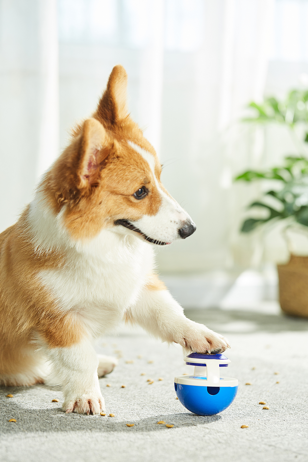 玩漏食球的小柯基