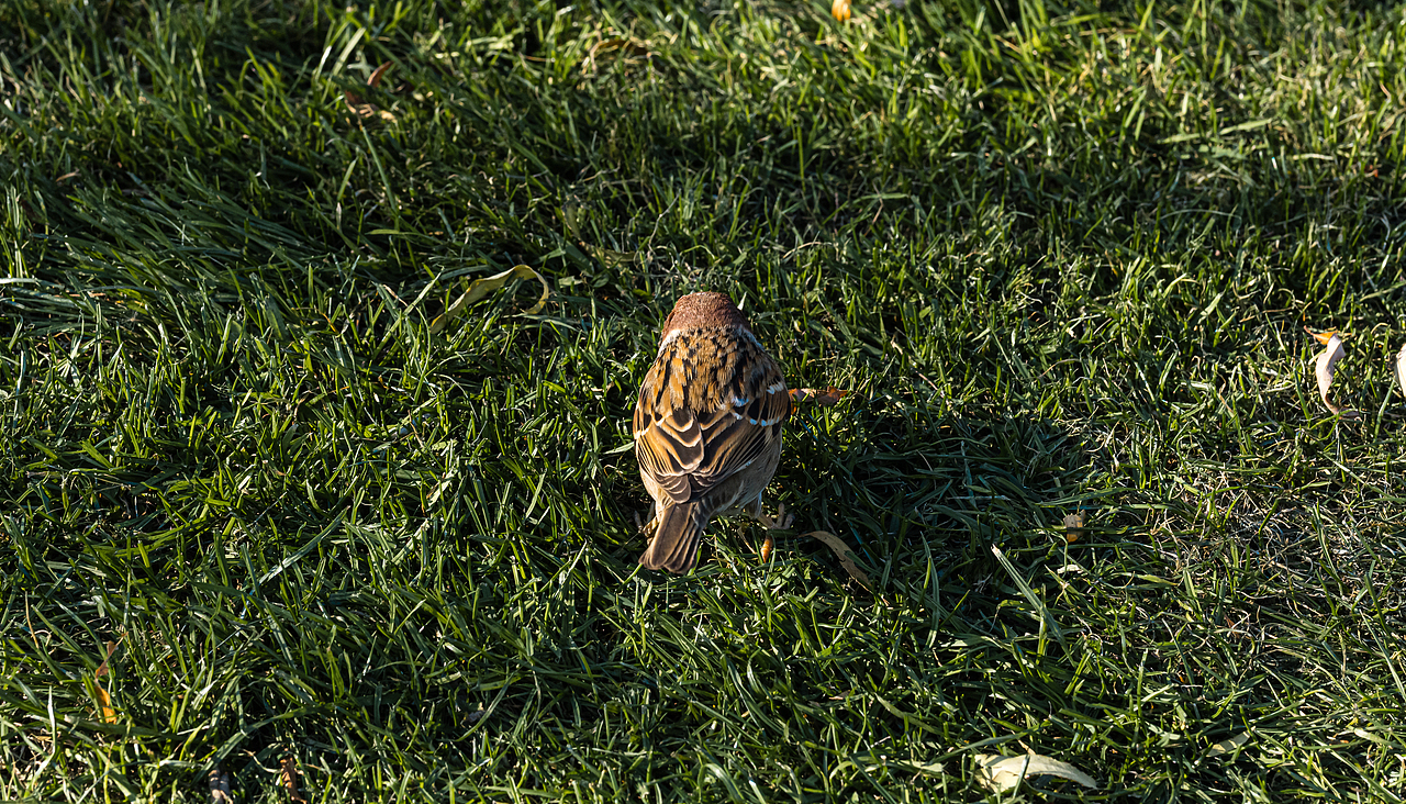 12月周末西湖周边街拍（图ZMzI2MjM2NjEy） - 风光摄影 - 站酷设计师秋之诺原创素材 - 站酷ZCOOL