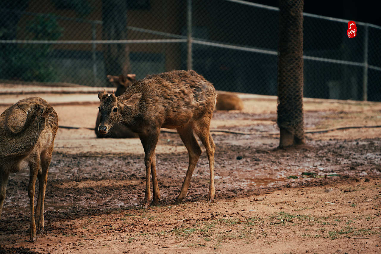 随手拍·广州动物园(兽类)（图ZMzM1ODA3MTMy） - 人文/纪实摄影 - 站酷设计师一晨同学原创素材 - 站酷ZCOOL